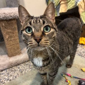 Bud, Adult Male Domestic Short Hair