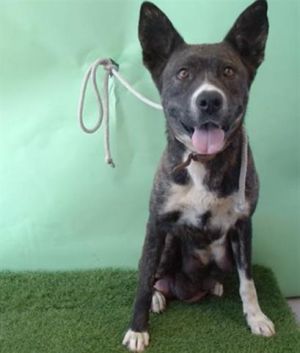 LYRA Dutch Shepherd Dog