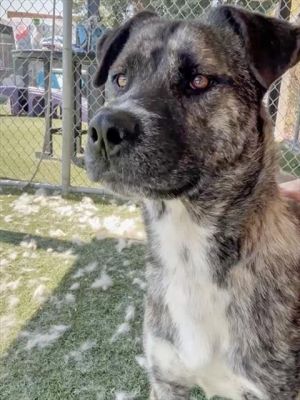 GUNTHER, Young Male Dutch Shepherd