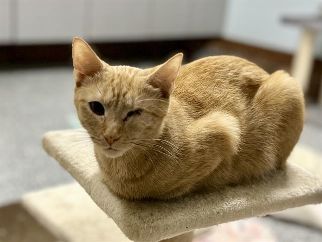 CORA