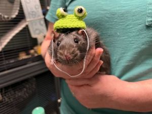 BARTHOLOMEW
