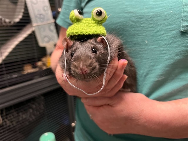 BARTHOLOMEW 1
