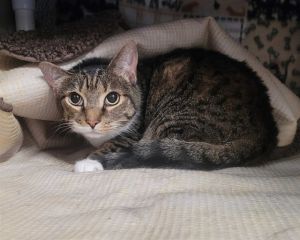 ELLA