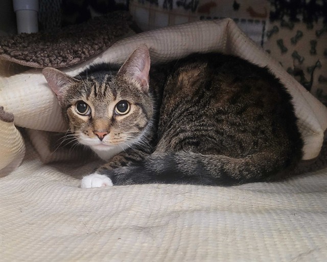 ELLA