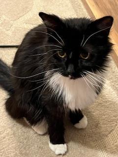 ZEPHIRE, an adoptable Domestic Long Hair in Colorado Springs, CO, 80905 | Photo Image 1