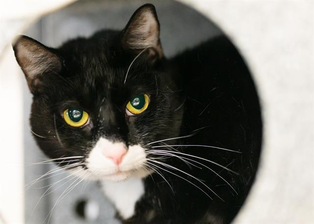 DAVINCI, an adoptable Domestic Short Hair in Colorado Springs, CO, 80905 | Photo Image 1