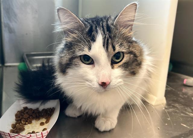 KELCE, an adoptable Domestic Long Hair in Colorado Springs, CO, 80905 | Photo Image 1