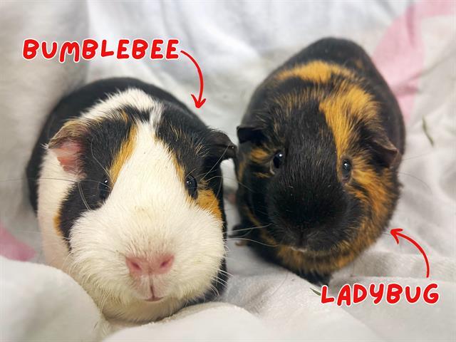 LADYBUG