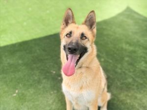 LULA, Young Female German Shepherd Dog
