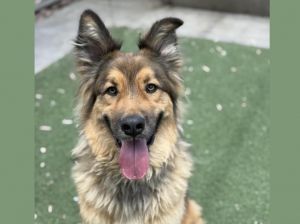 KAI, Adult Male German Shepherd Dog