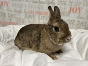 OSITA Bunny Rabbit Rabbit