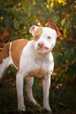TINA, Adult Female Pit Bull Terrier