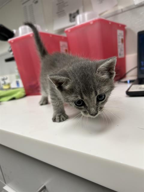 LIL DUDE