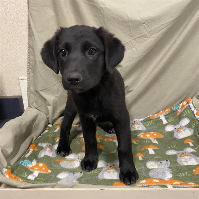 PIPER