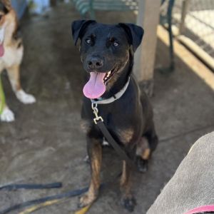 LOKI, Adult Male Rottweiler