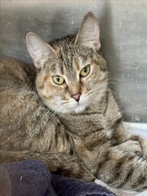 BONJOUR, Young Female Domestic Short Hair