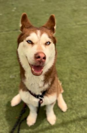 OLIVA, Adult Female Siberian Husky