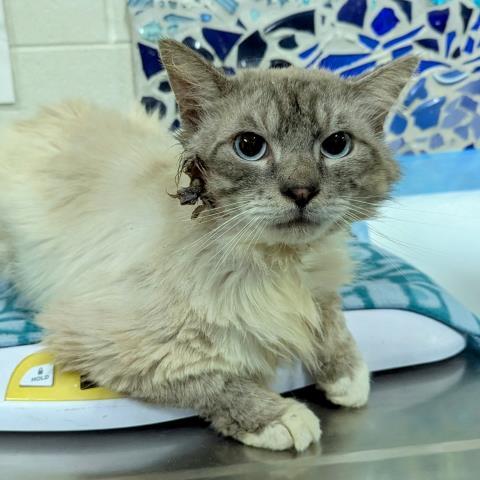 MR. FLUFFERS