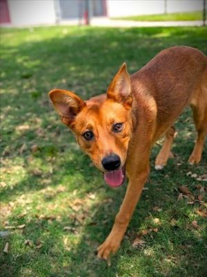 MAGGIE, Young Female German Shepherd Dog