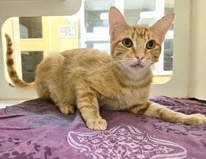 CANTALOUPE, Young Male Domestic Short Hair