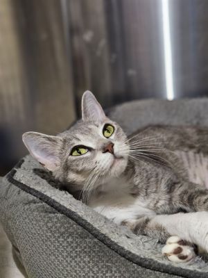 LAVANDER, Young Female Domestic Short Hair