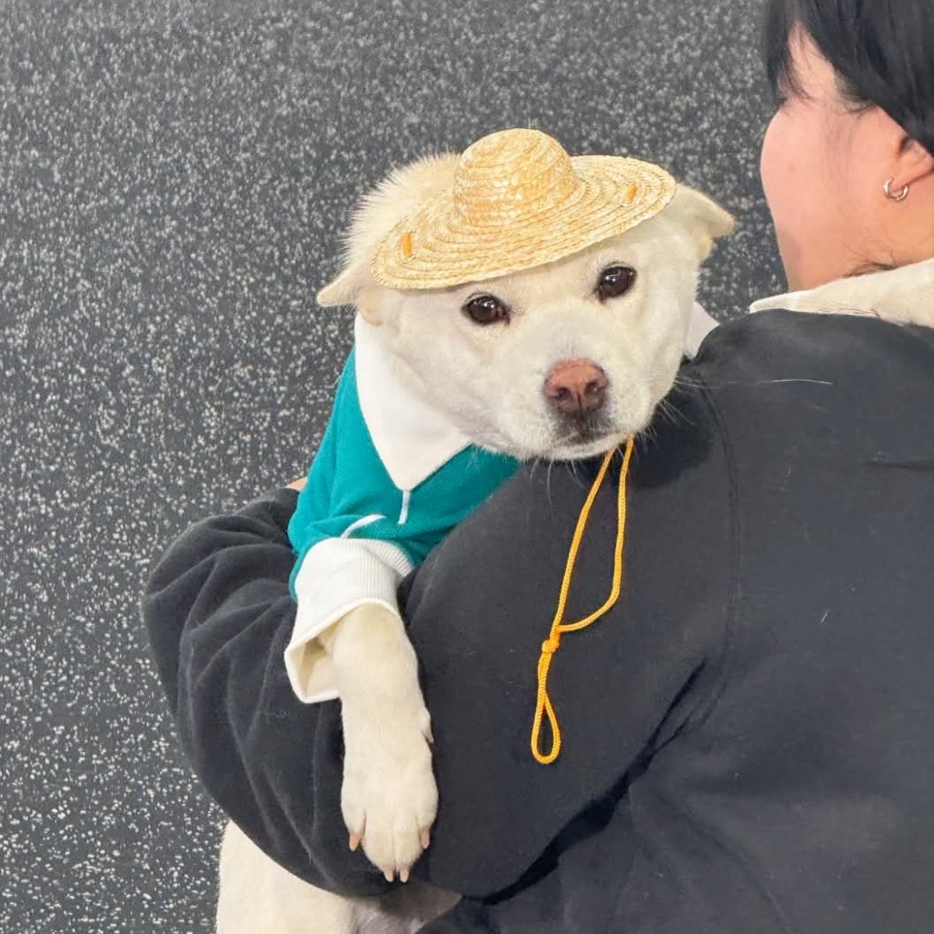 Gooreum, an adoptable Jindo in Northbrook, IL, 60062 | Photo Image 1