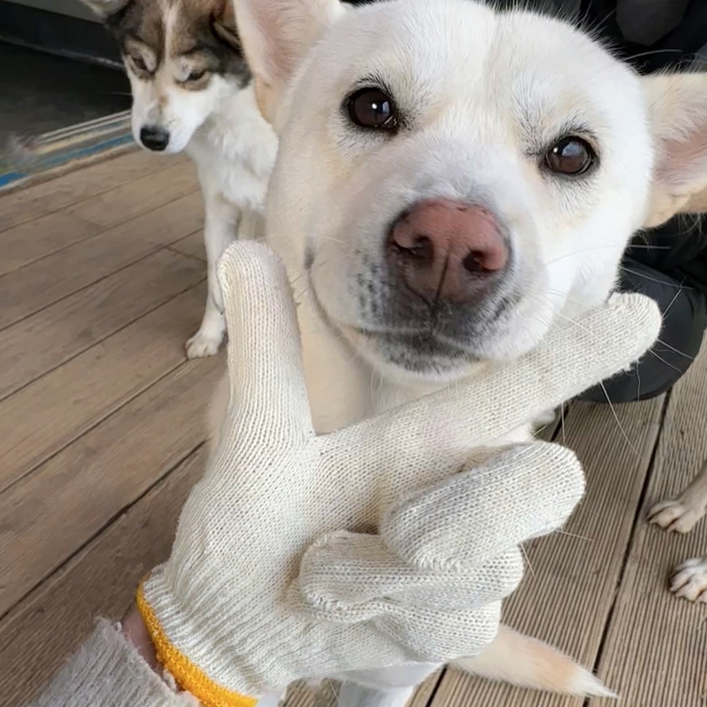 Gooreum, an adoptable Jindo in Northbrook, IL, 60062 | Photo Image 2