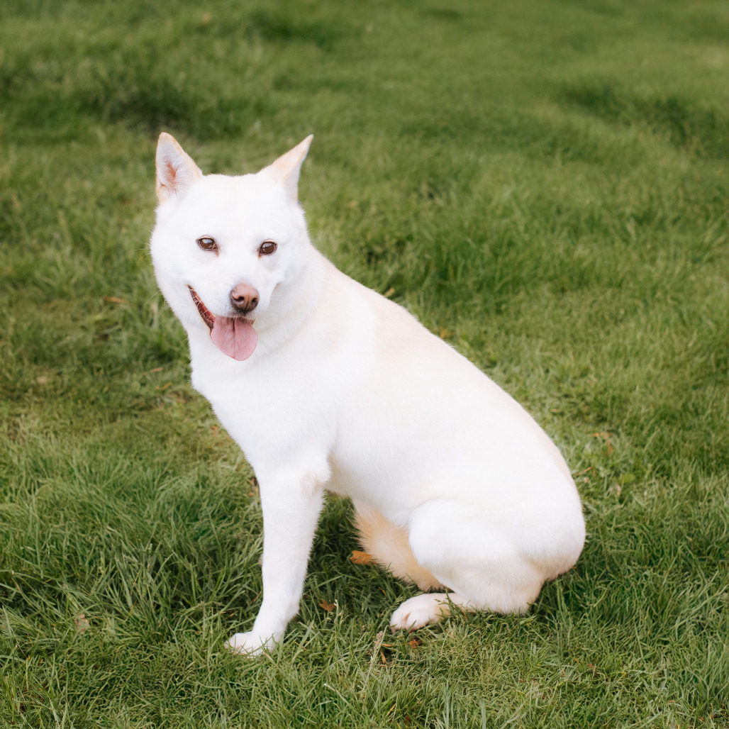 Gooreum, an adoptable Jindo in Northbrook, IL, 60062 | Photo Image 3