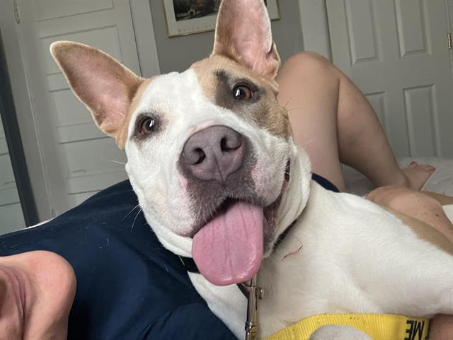 CADET, an adoptable Basenji, Mixed Breed in Indianapolis, IN, 46221 | Photo Image 1