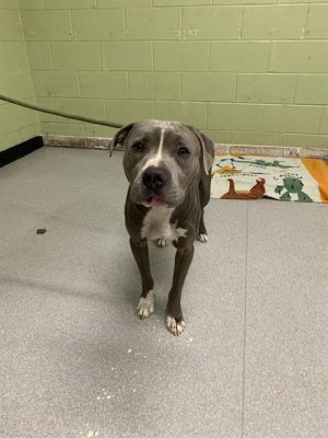 SMOKEY, Adult Male Pit Bull Terrier