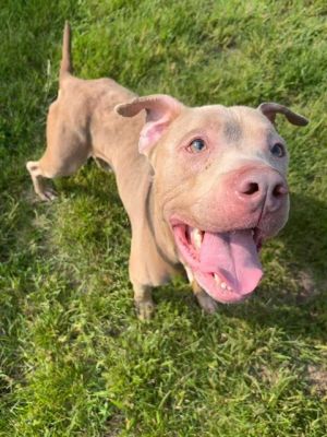 STEVEN, Adult Male American Staffordshire Terrier