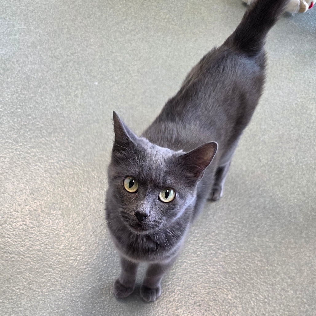 Monroe, an adoptable Domestic Short Hair in Abilene, TX, 79602 | Photo Image 1