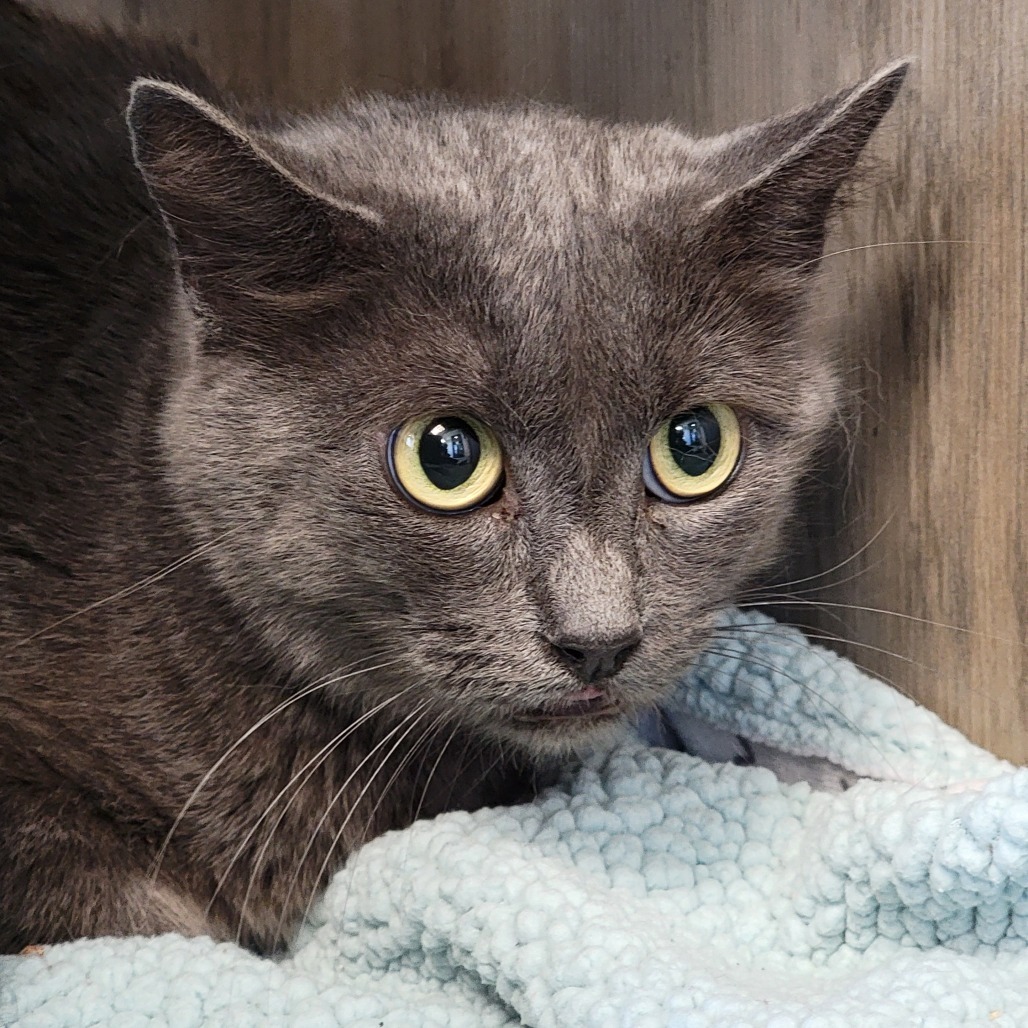 Monroe, an adoptable Domestic Short Hair in Abilene, TX, 79602 | Photo Image 2