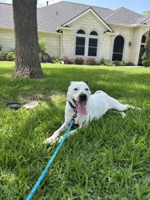 Frankie, Adult Female Pit Bull Terrier