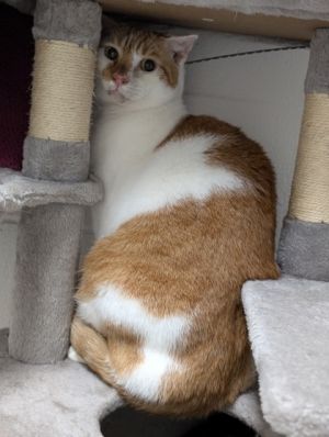 Meet Jack - a gentle senior with a quiet soul and a heart full of love This shy sweetheart may