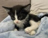 Damon, Baby Male Domestic Short Hair