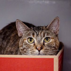 Pochita has big beautiful yellow eyes that will make you fall in love She adore