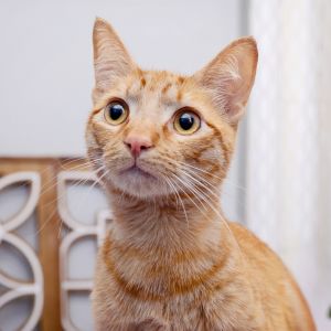 Malcolm is an adorable 10-month-old chatty young orange Tabby who loves to play