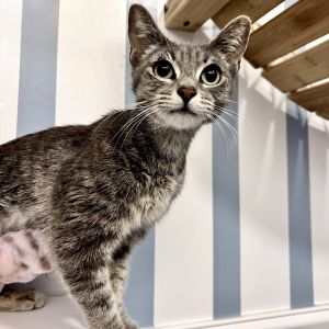 Perdita is a stunning one year-old gray Tabby who loves attention This affectio