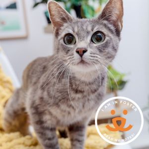 Perdita is a stunning one year-old gray Tabby who loves attention This affectio