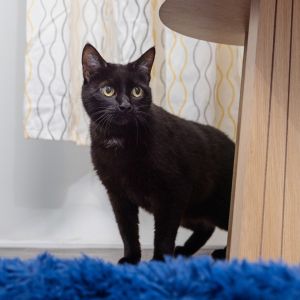 Meowy is an outgoing 3 year-old and loves to meet new people This confident gir