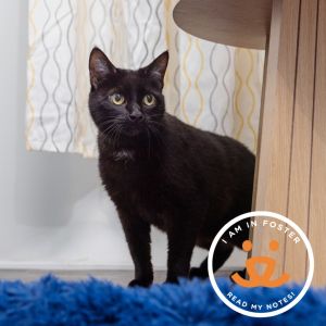 Meowy is an outgoing 3 year-old and loves to meet new people This confident girl will choose affect