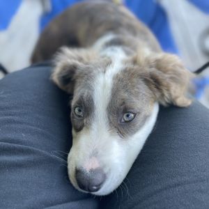 Roger is very friendly and energetic He loves playing fetch and chasing the laser light He will si