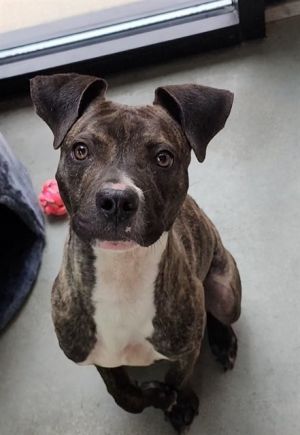 ITALIAN SUMMER SAUSAGE, Adult Male Pit Bull Terrier