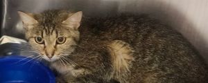 QUOKKA, Adult Female Domestic Short Hair