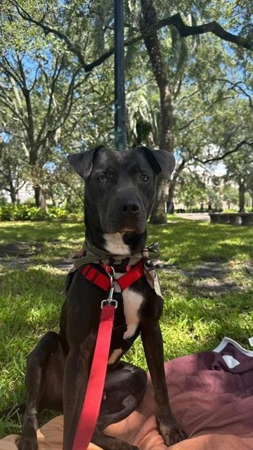 ZUKO