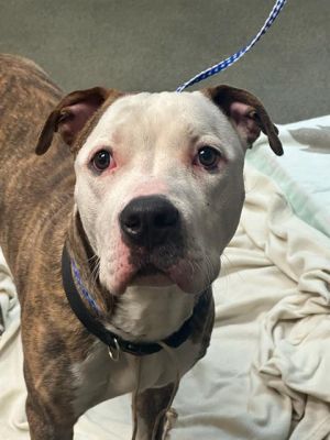 JACK KELLY, Young Male Mixed Breed