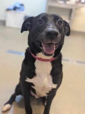 ZIGGY, Adult Male Mixed Breed