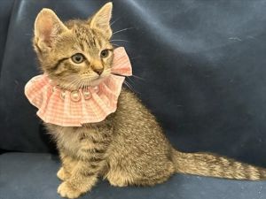 This fancy kitty is ready to take on the world She is looking for a forever home where she can