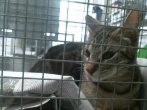 ARIZONA Domestic Short Hair Cat